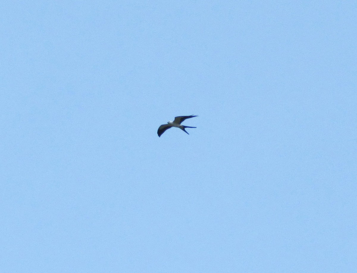 Swallow-tailed Kite - ML58675091
