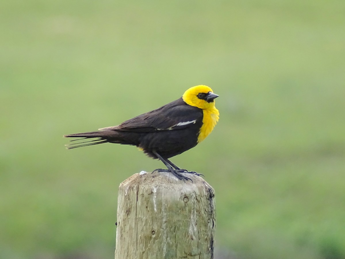 Yellow-headed Blackbird - ML586757711