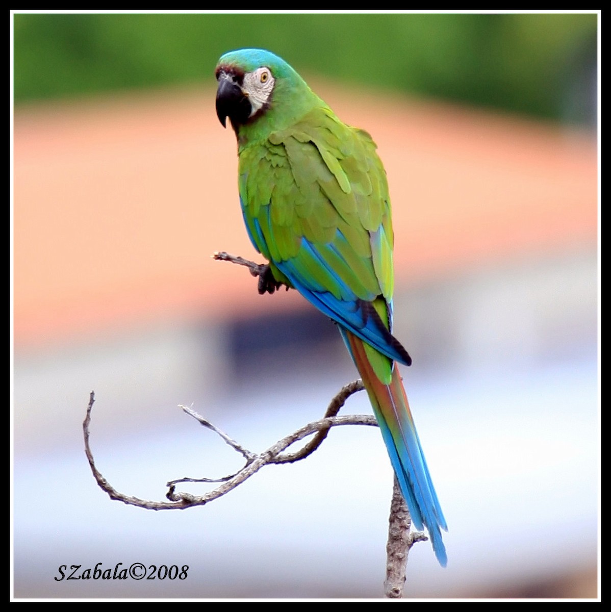 Chestnut-fronted Macaw - Sandra Zabala