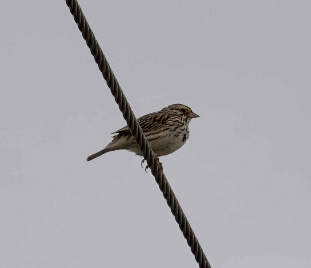 Savannah Sparrow - ML586761211