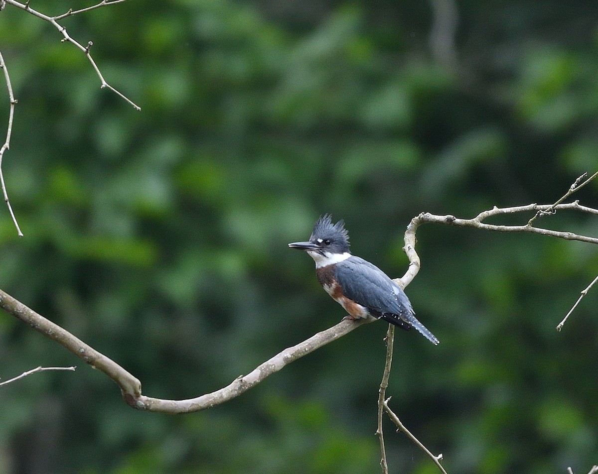 Belted Kingfisher - ML586762431