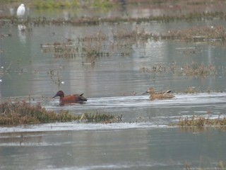 Cinnamon Teal, ML586763081