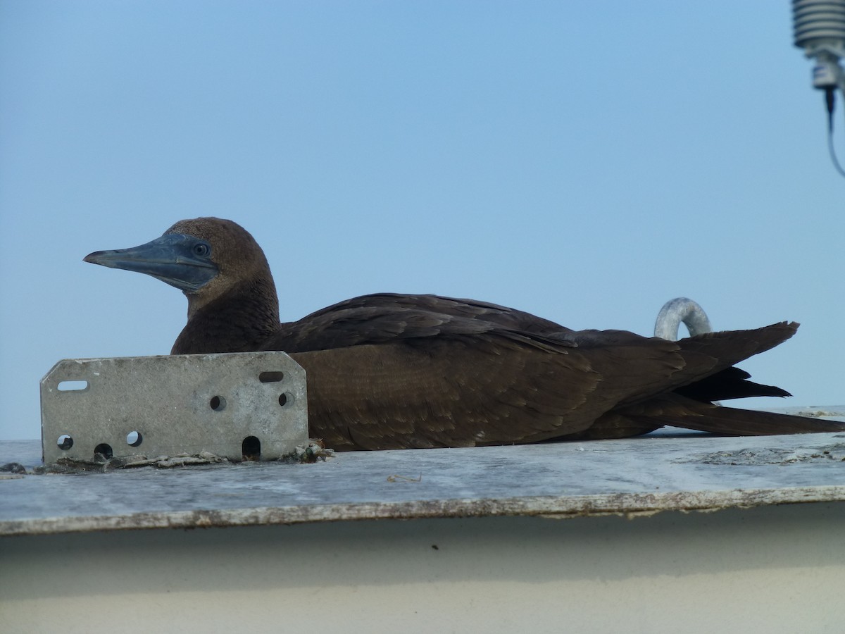 Brown Booby - ML586764351