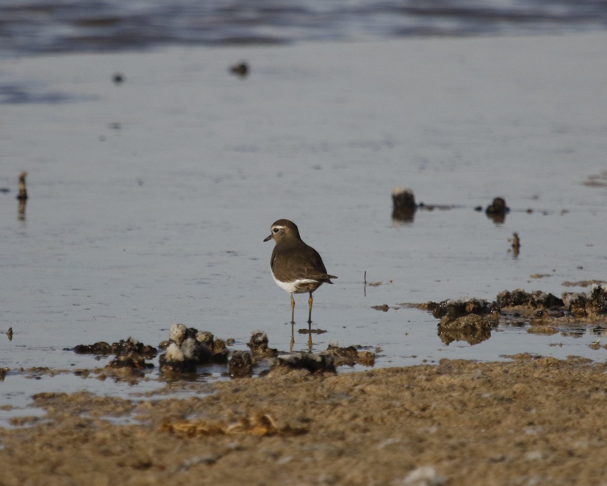 Rufous-chested Dotterel - ML586766881
