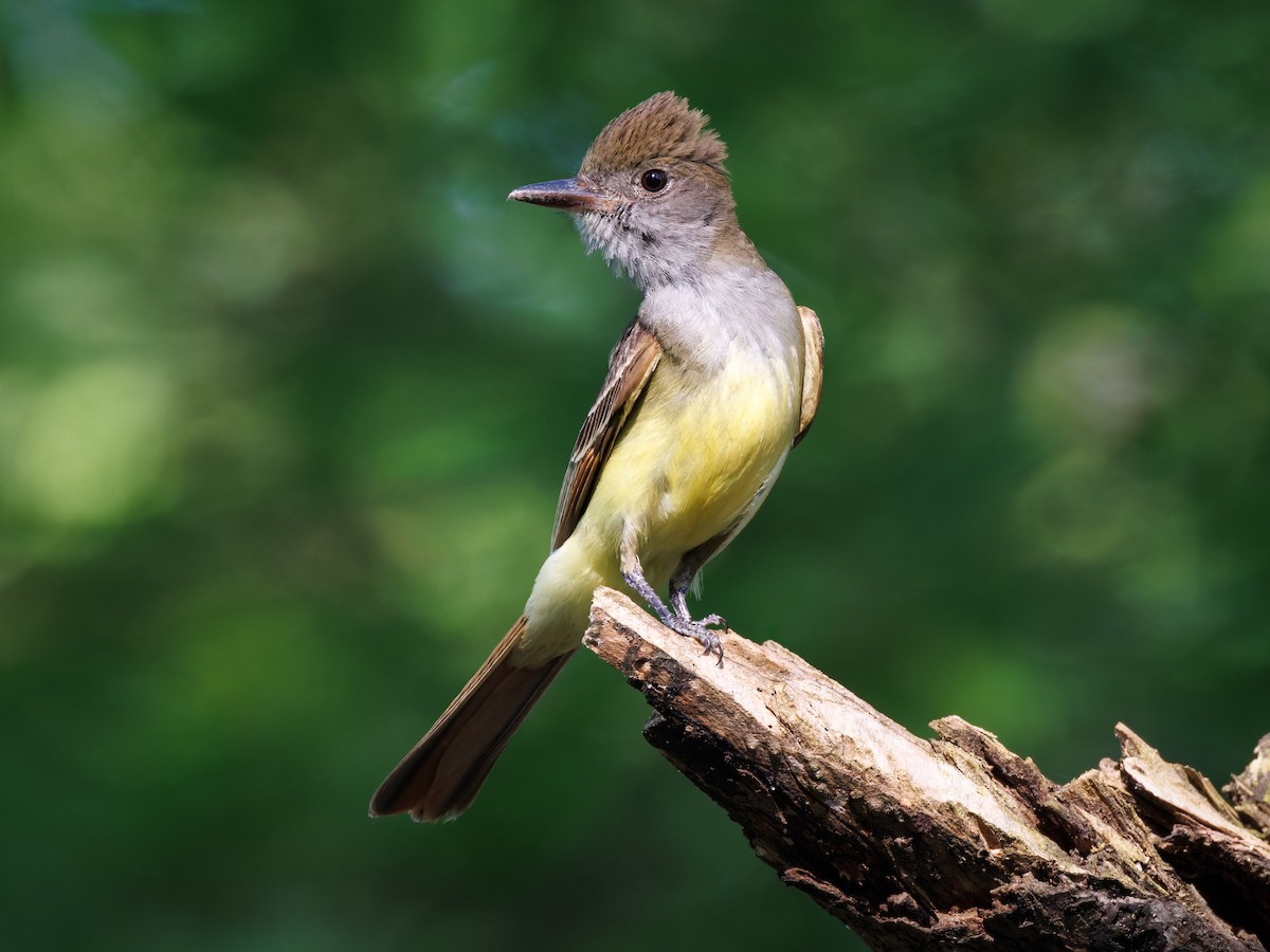 Great Crested Flycatcher - ML586767781