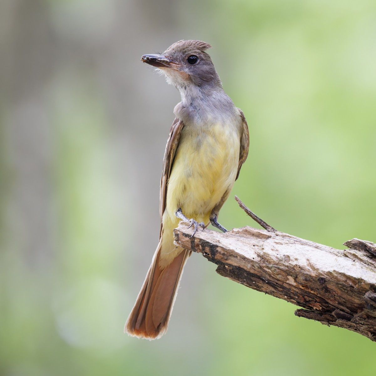 Great Crested Flycatcher - ML586769001