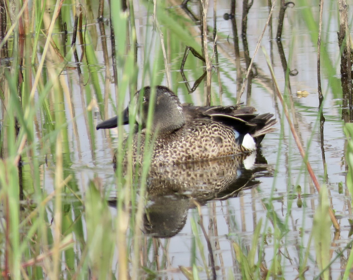 Blue-winged Teal - ML586769871