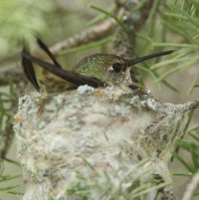 Ruby-throated Hummingbird - Scott Jubinville
