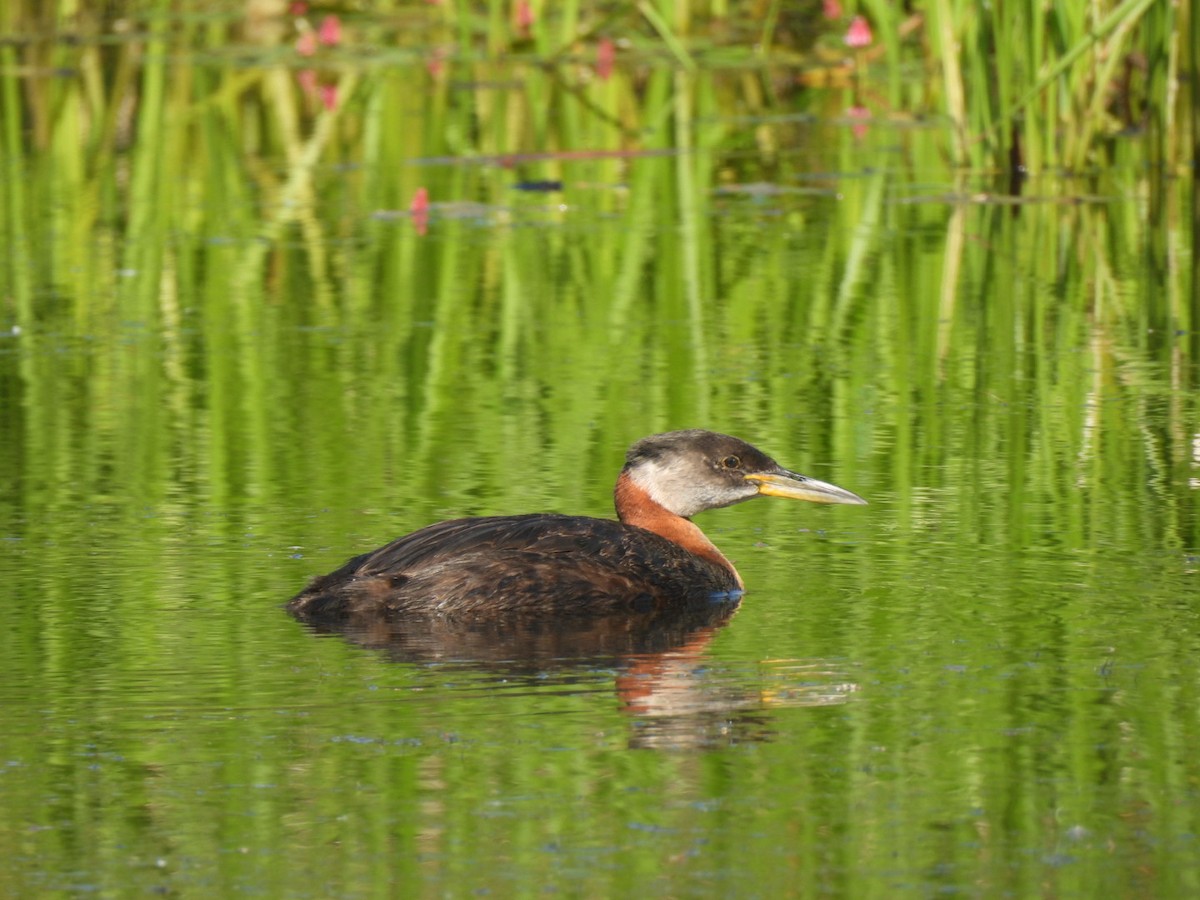 Red-necked Grebe - ML586781521
