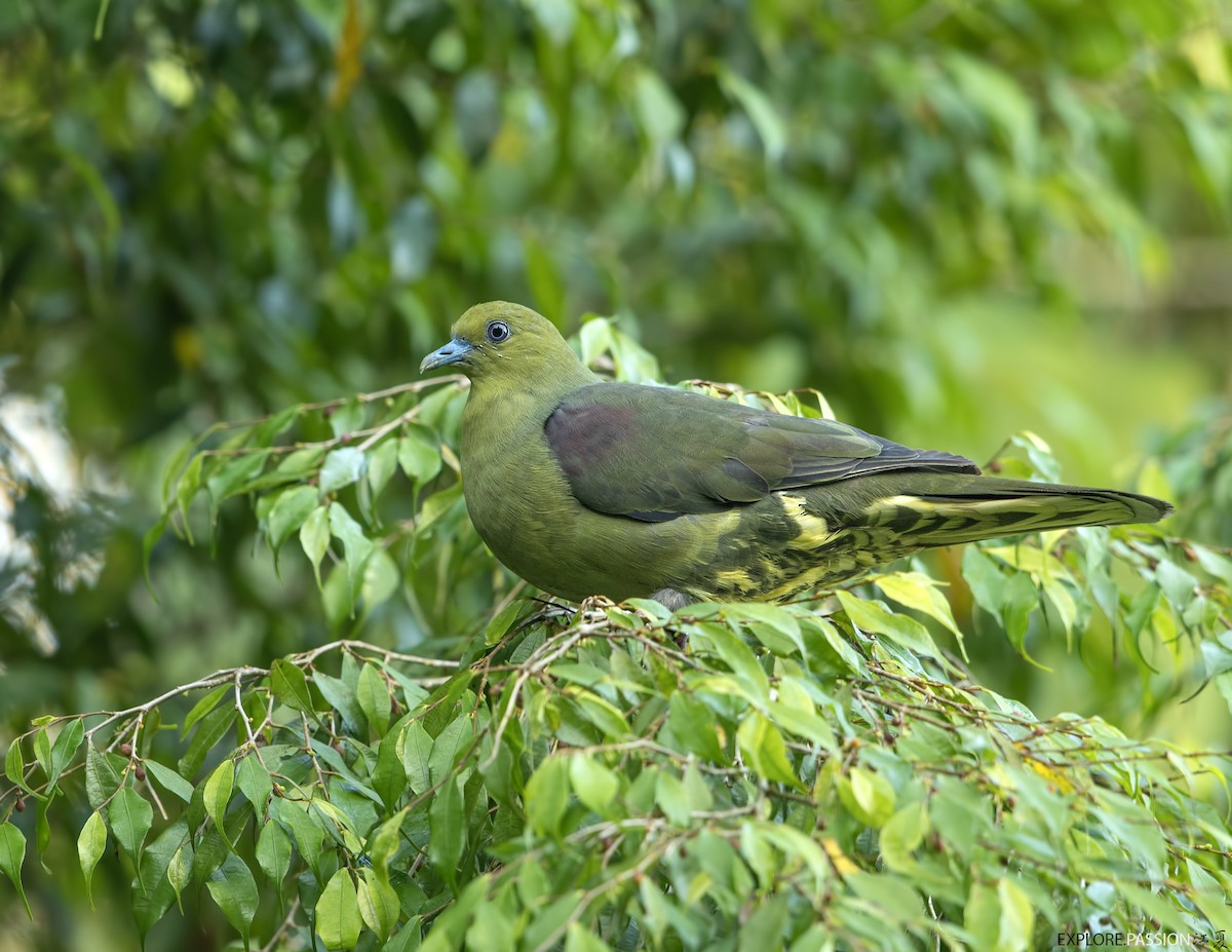 Wedge-tailed Green-Pigeon - ML586784961