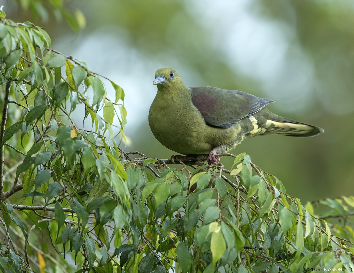 Wedge-tailed Green-Pigeon - ML586784991