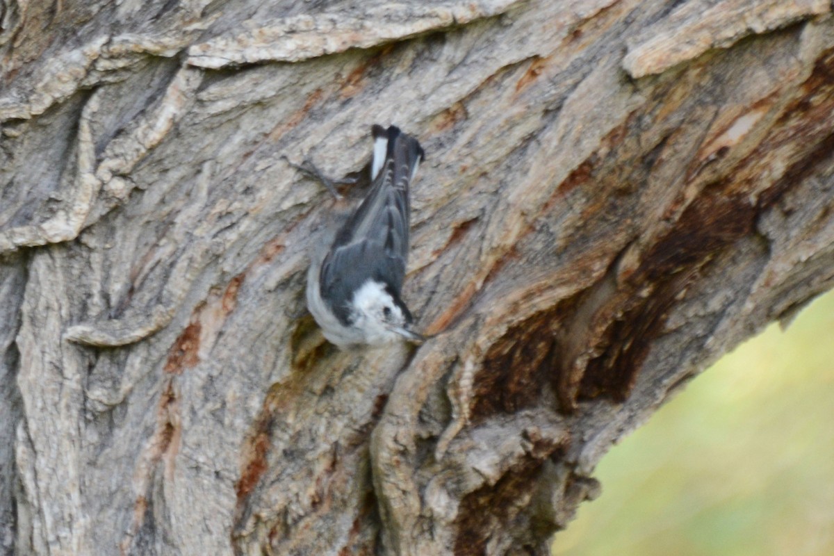 White-breasted Nuthatch - Janet Rathjen