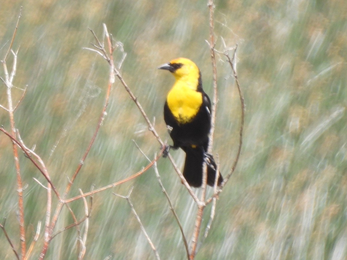 Yellow-headed Blackbird - ML586786321
