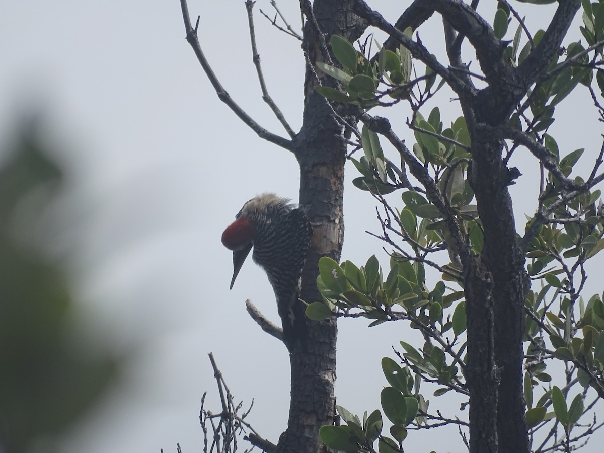 Red-bellied Woodpecker - ML586788401