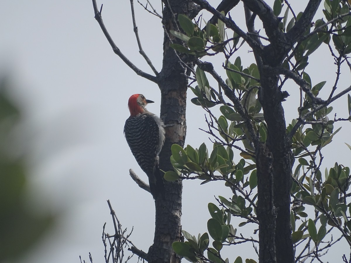 Red-bellied Woodpecker - ML586788411