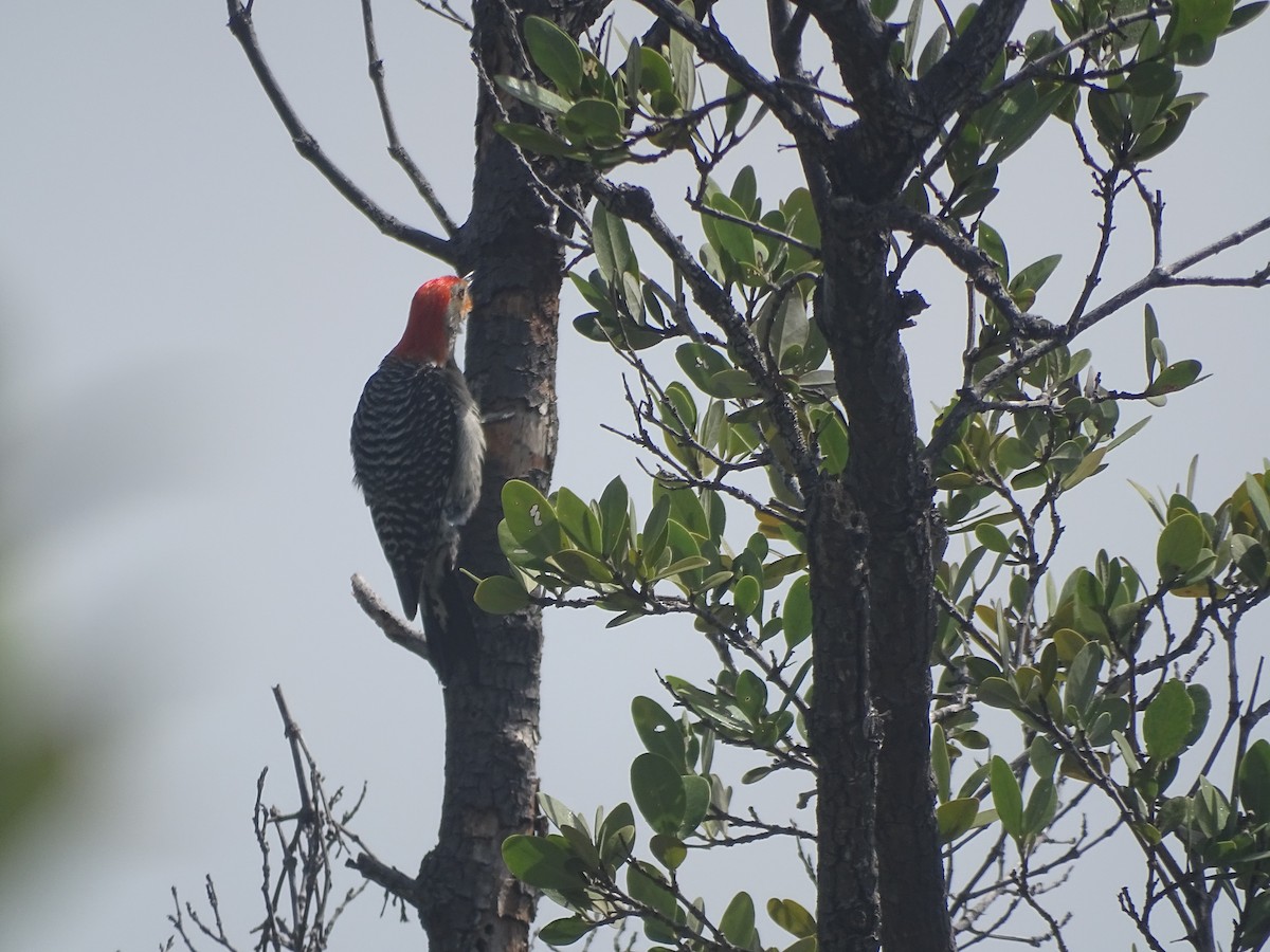 Red-bellied Woodpecker - Maura Powers