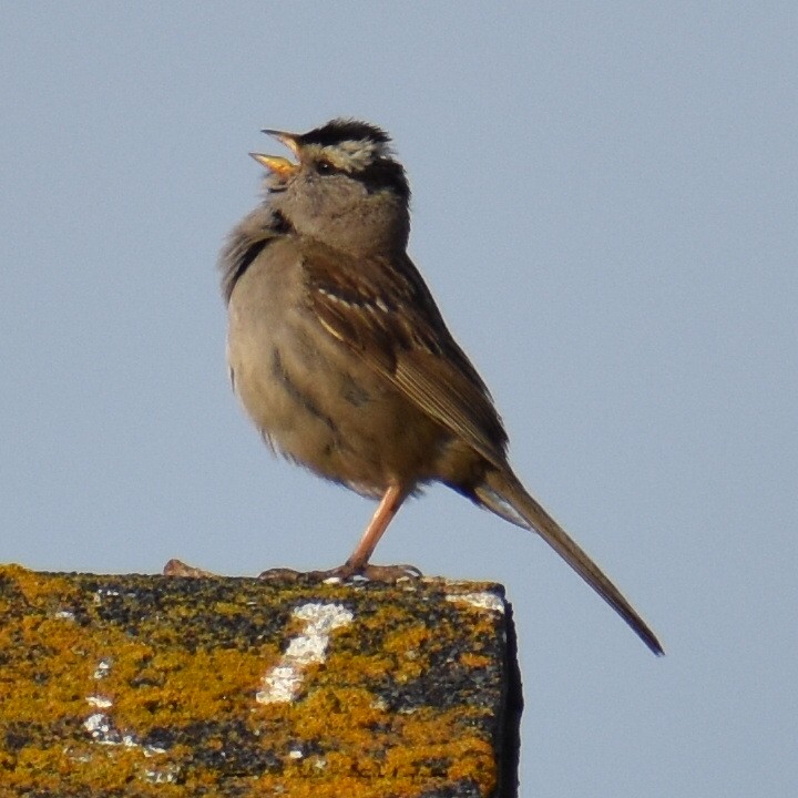 White-crowned Sparrow - ML586788431