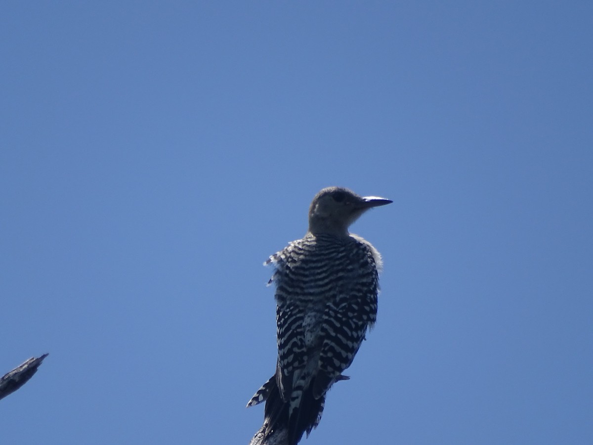 Red-bellied Woodpecker - Maura Powers