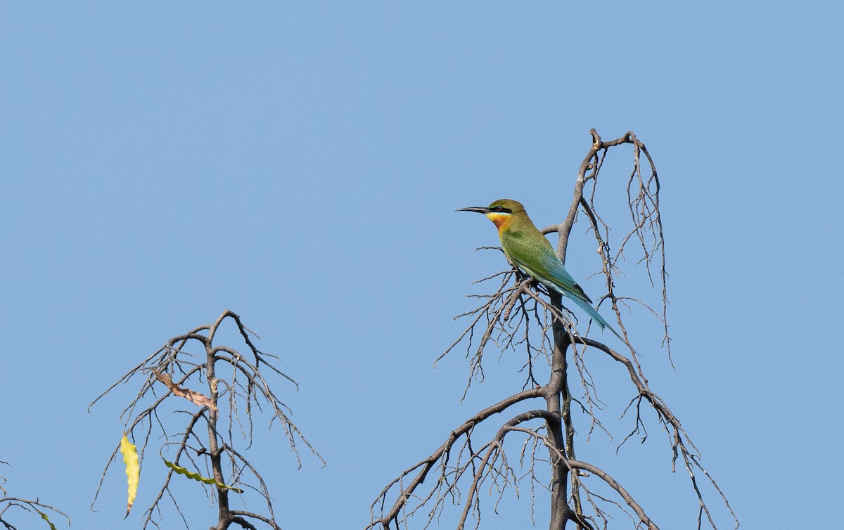 Blue-tailed Bee-eater - ML586791111