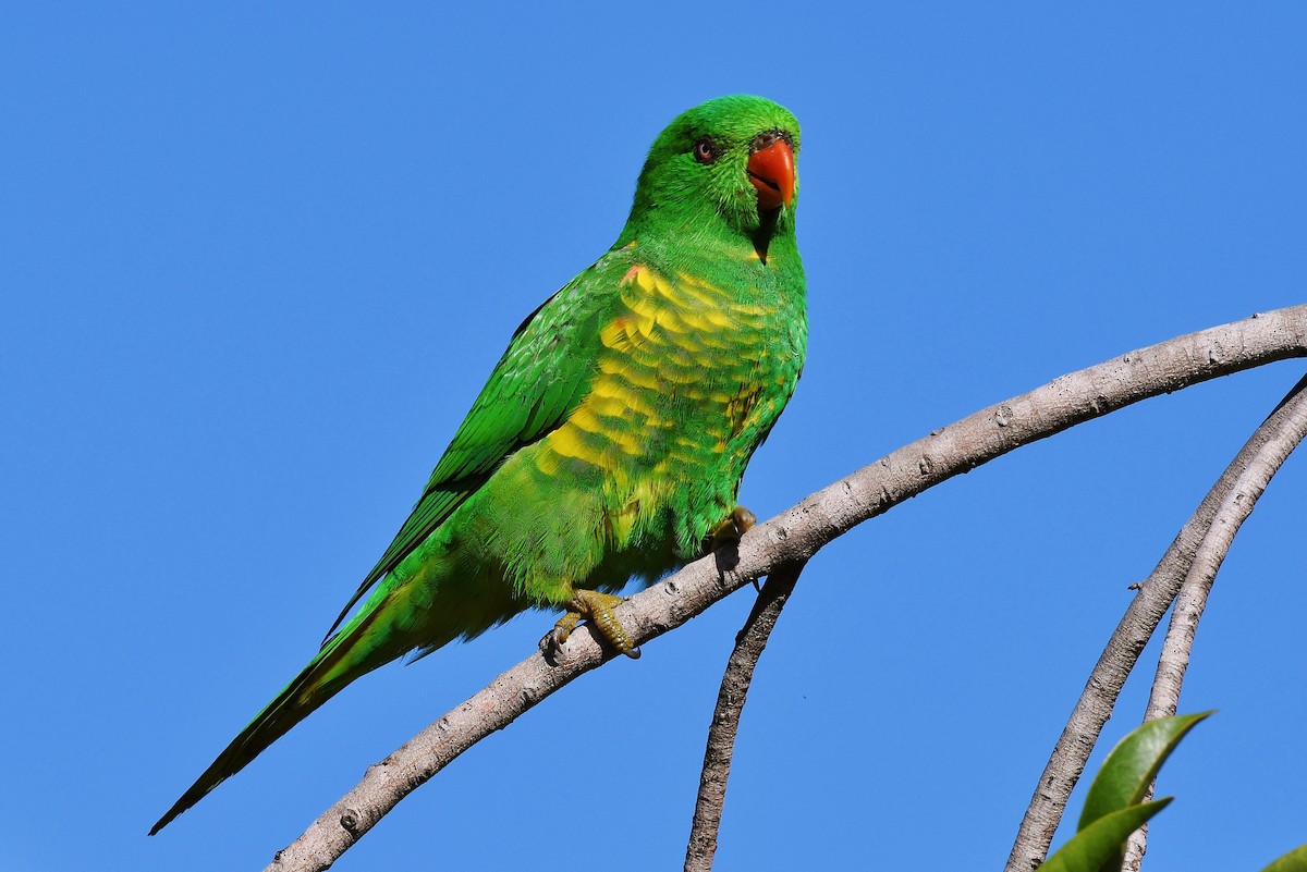 Scaly-breasted Lorikeet - Terence Alexander