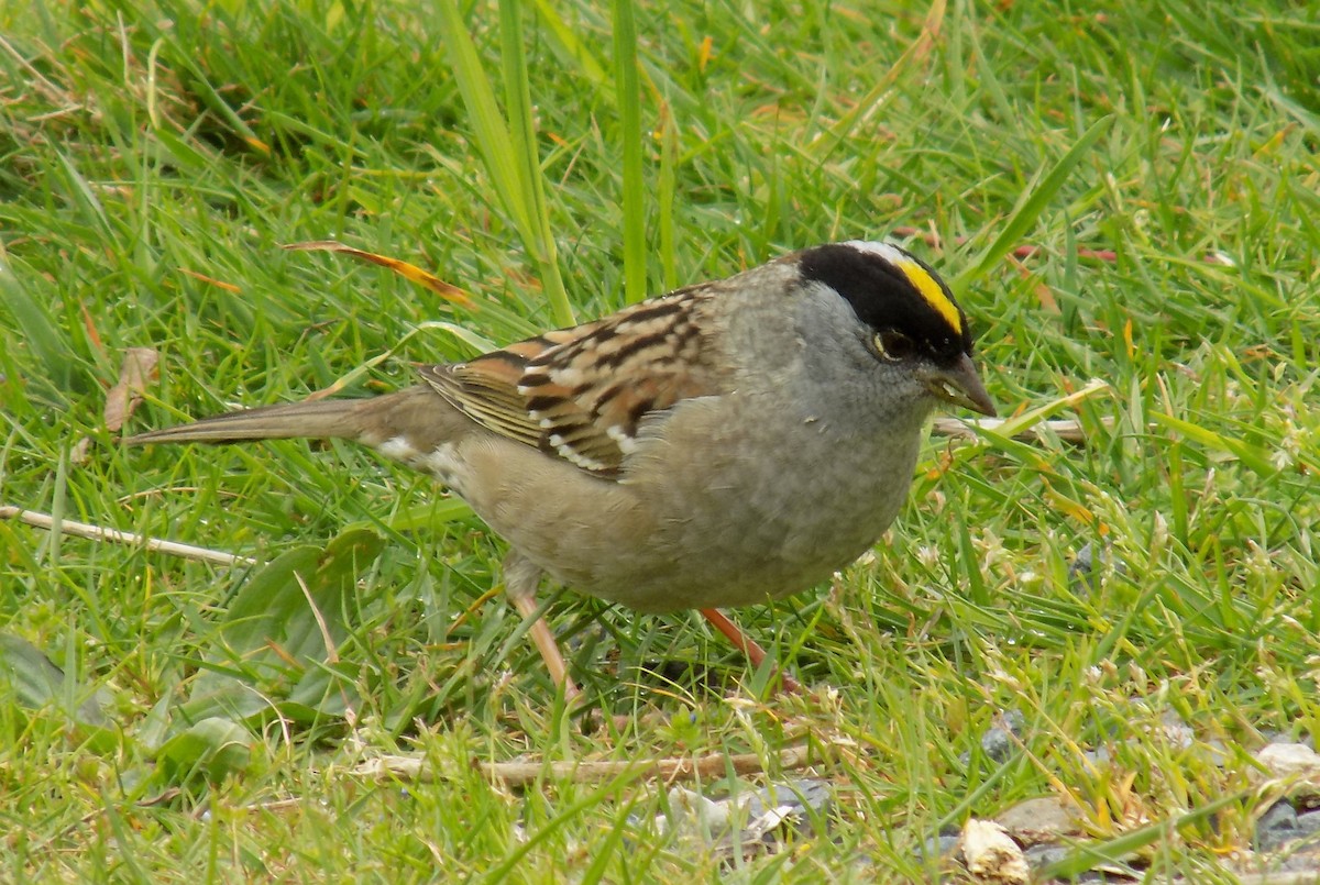 Golden-crowned Sparrow - Clint Robinson