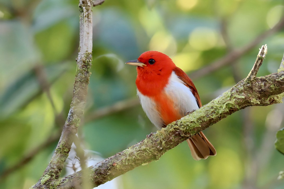 Scarlet-and-white Tanager - ML586804961