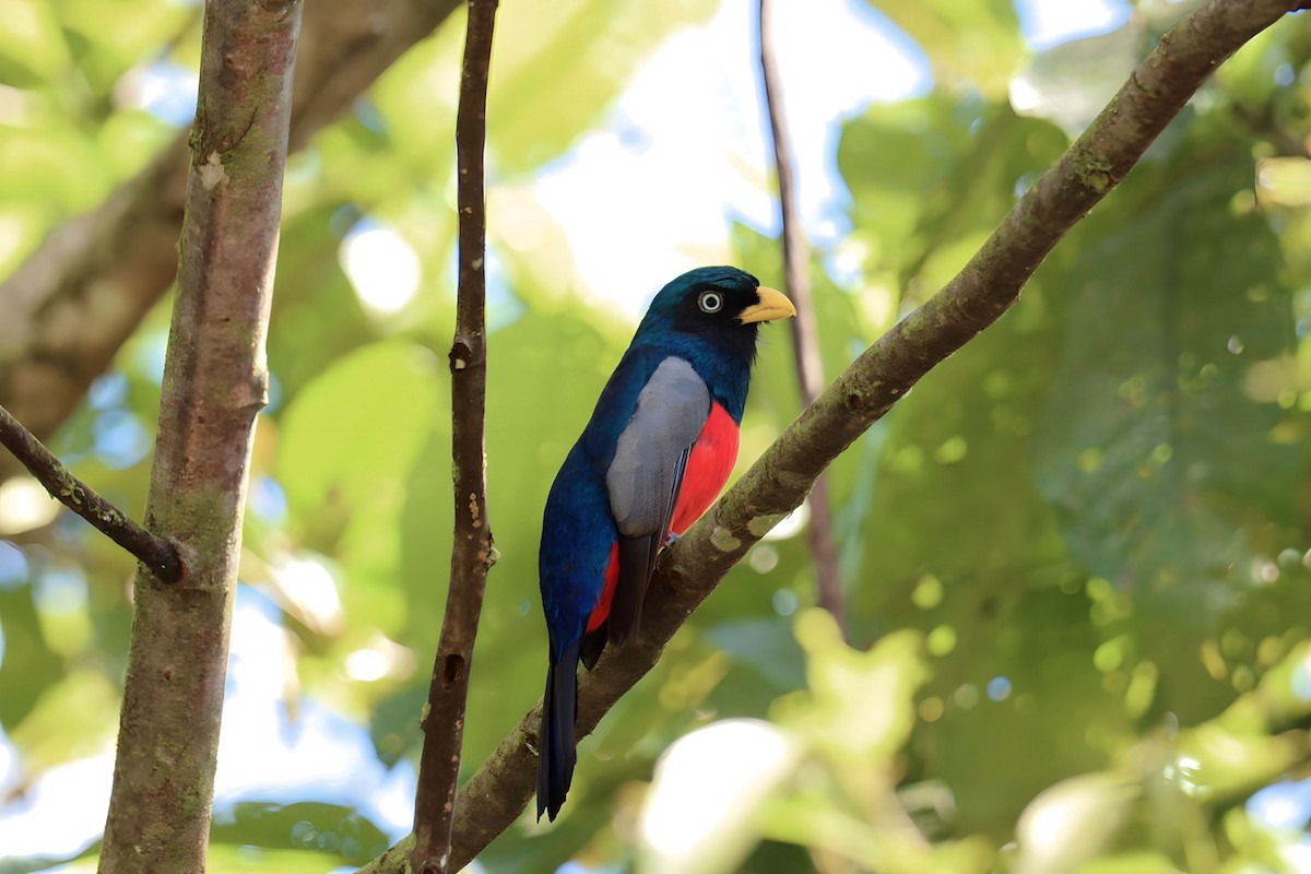 Blue-tailed Trogon - Marcelo Quipo
