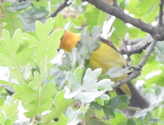 Western Tanager - ML586807141