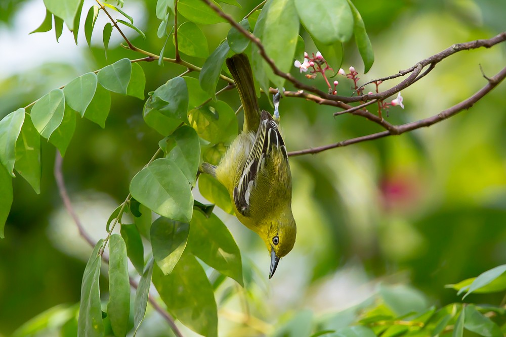 Common Iora - ML586808211