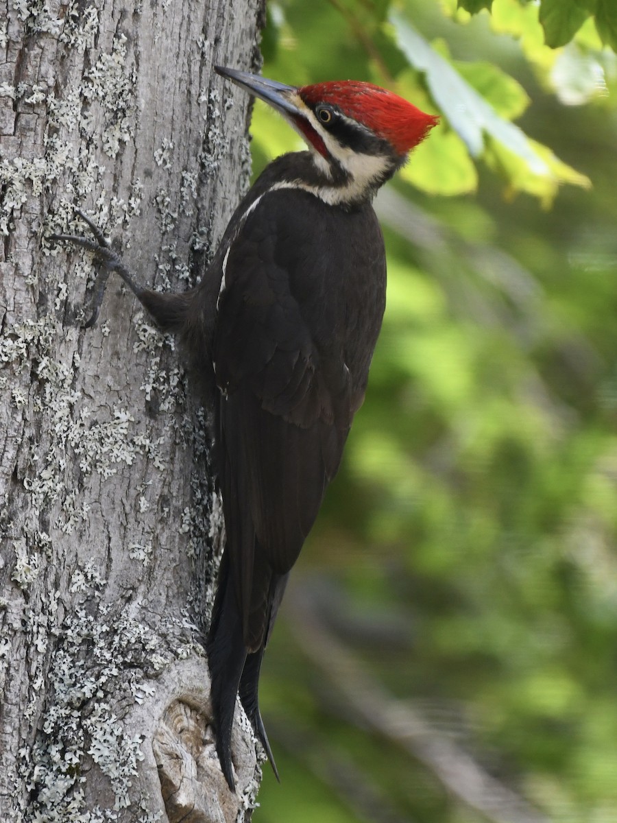 Pileated Woodpecker - ML586810351