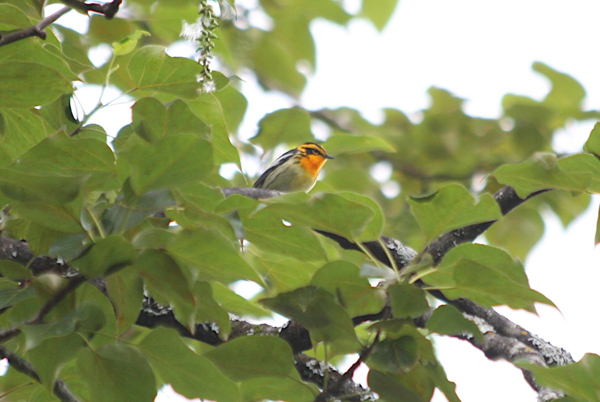 eBird Checklist 20 Jun 2023 Dixville Notch the Balsams & trails 4