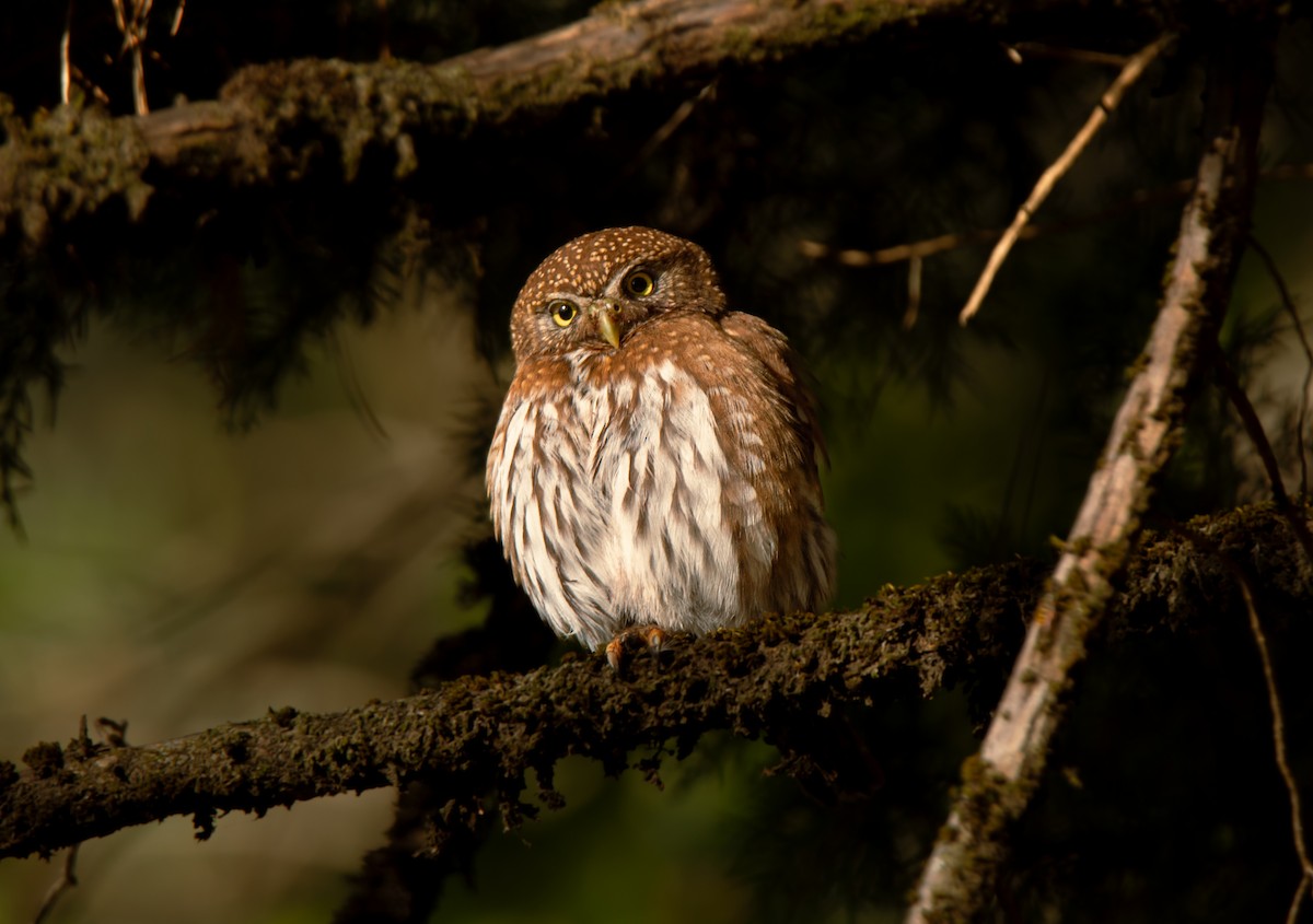 Northern Pygmy-Owl - ML586819271