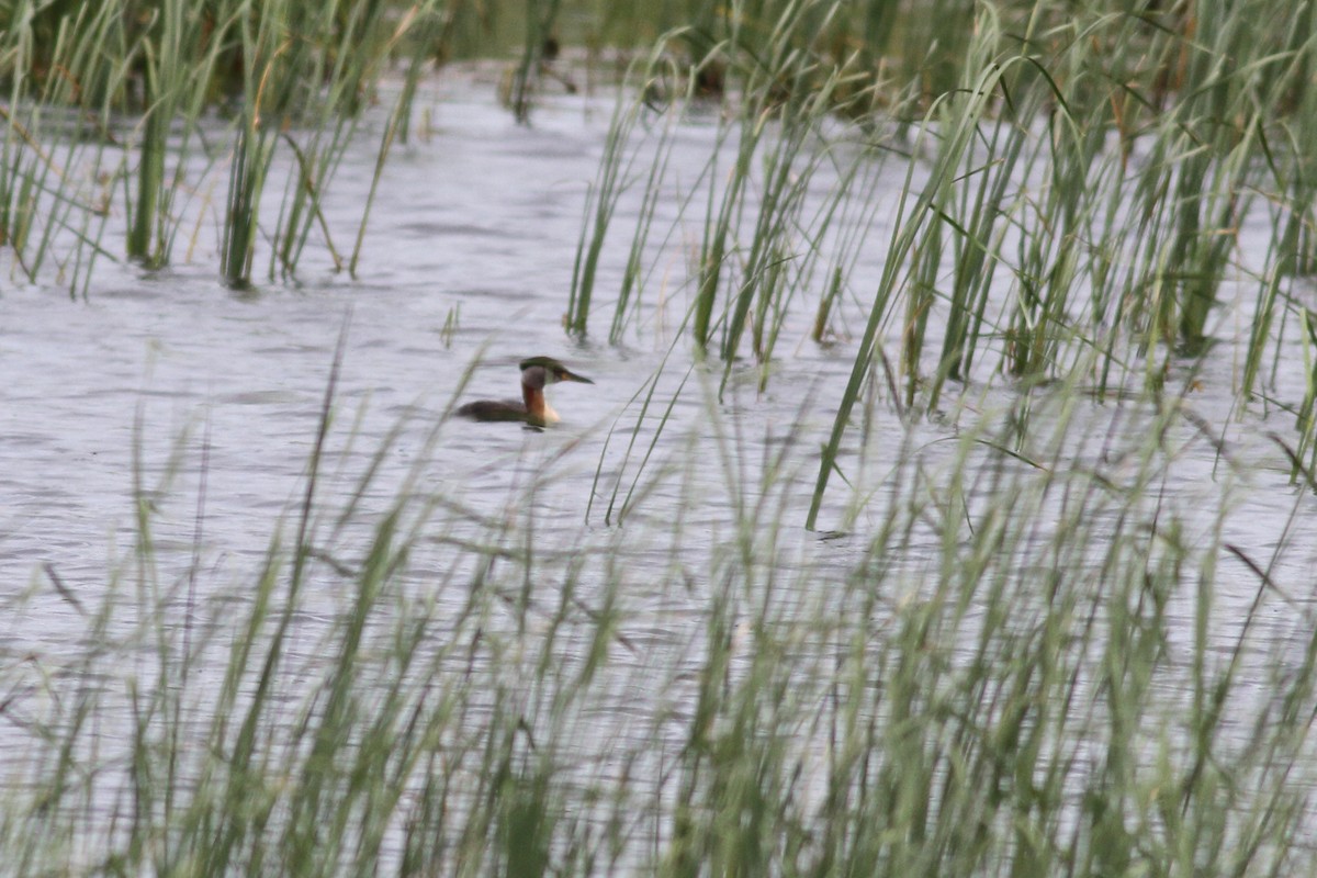 Red-necked Grebe - ML586823571