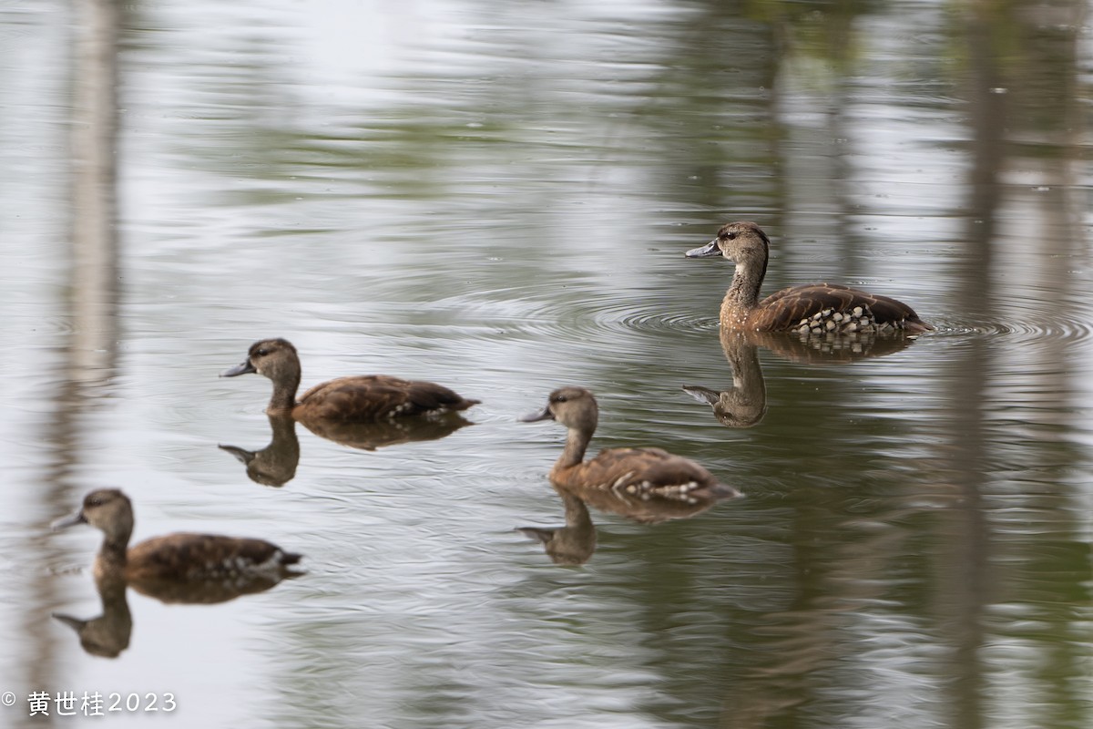 Spotted Whistling-Duck - ML586823971