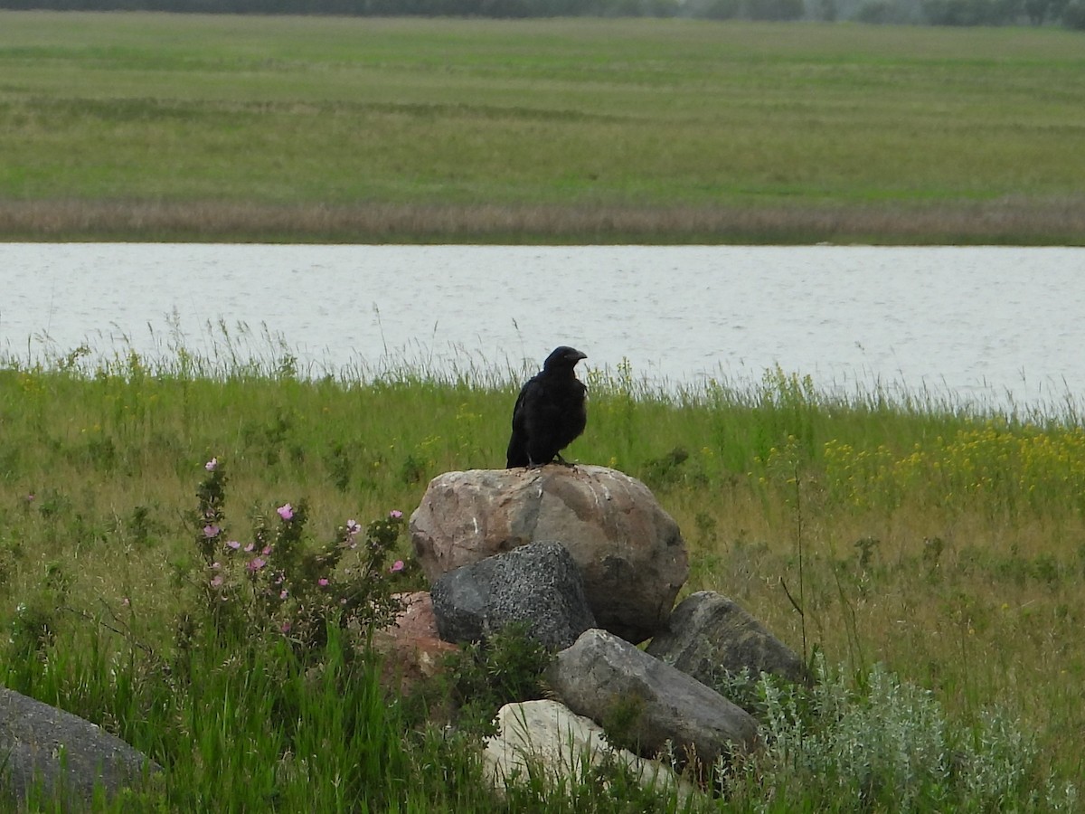 Common Raven - Carson Kearns