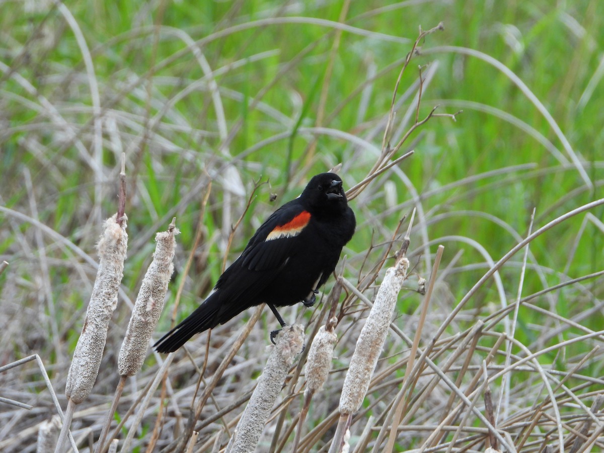Red-winged Blackbird - Carson Kearns