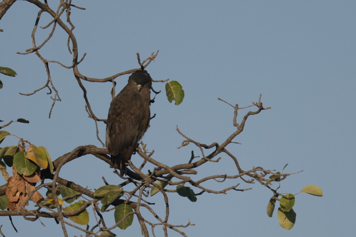 Crested Serpent-Eagle - ML586830921