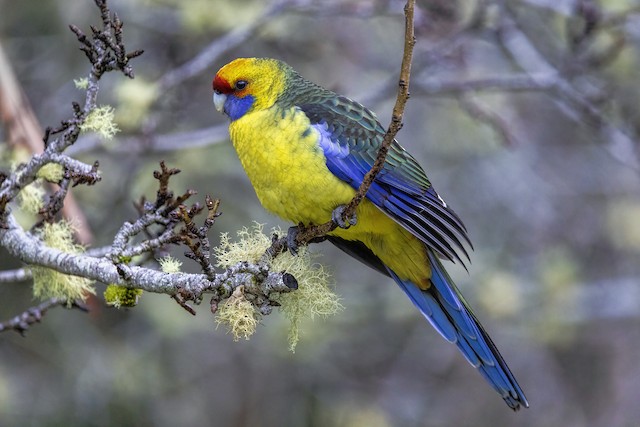 Green Rosella - eBird