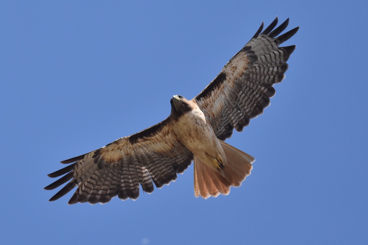 Red-tailed Hawk - ML586832281