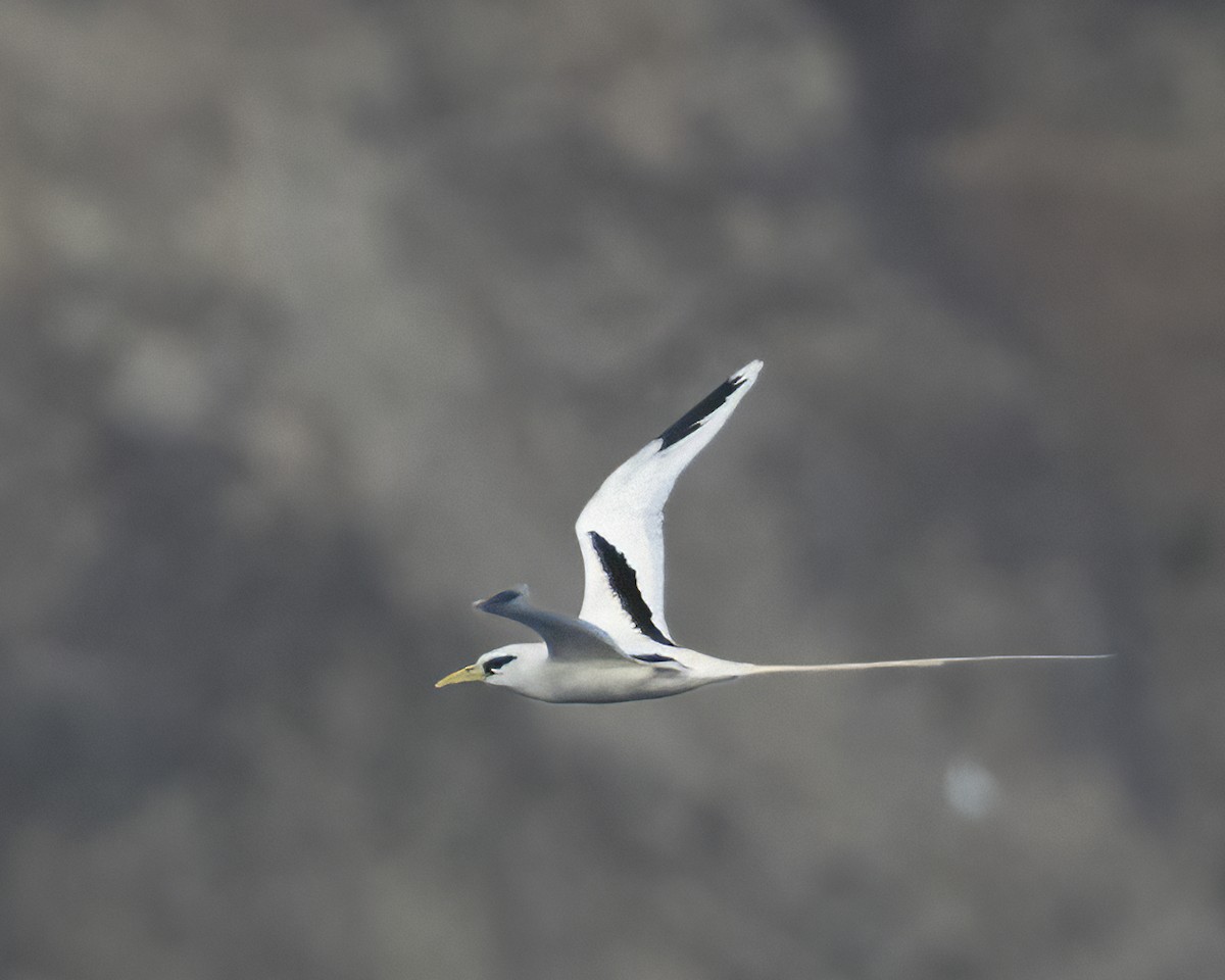 White-tailed Tropicbird (Ascension) - ML586845511