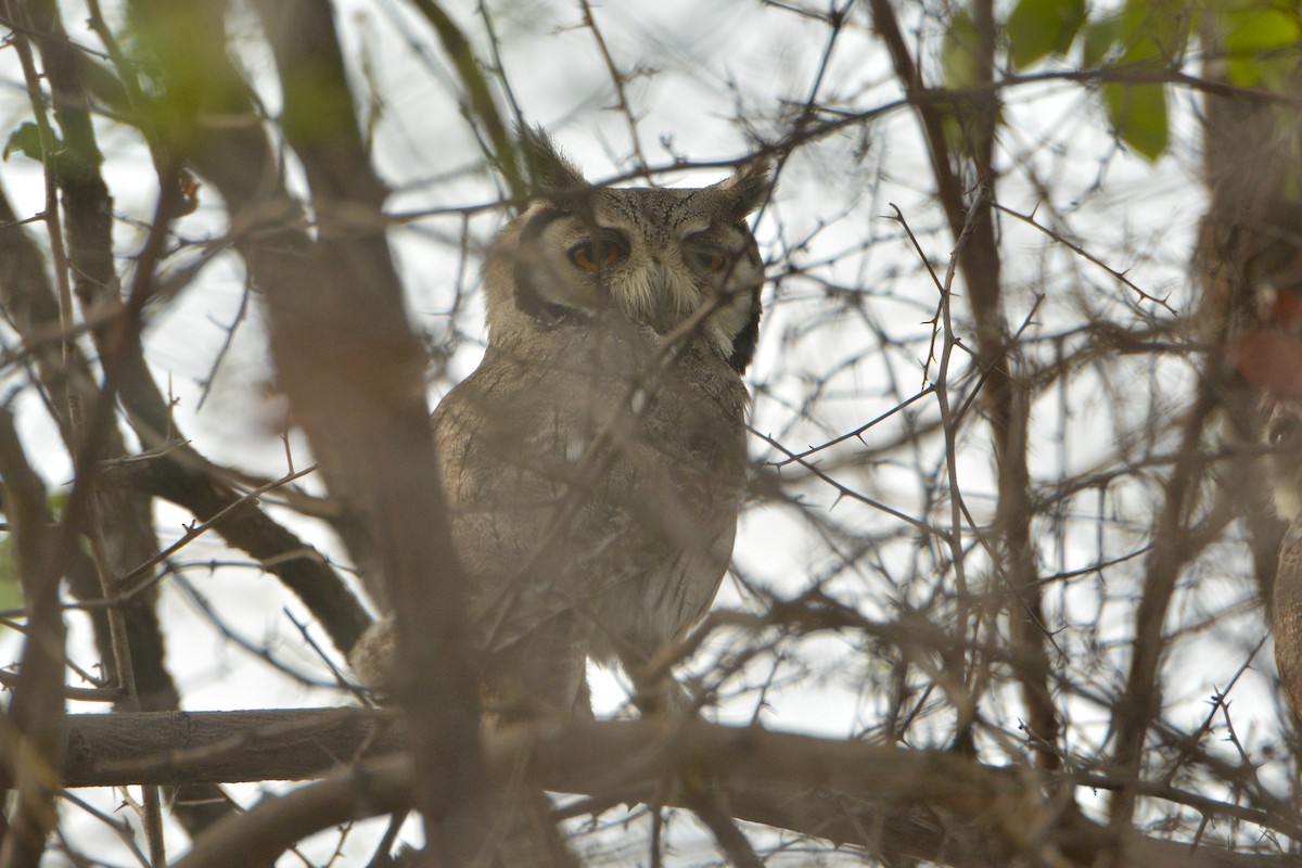 Southern White-faced Owl - ML586845711