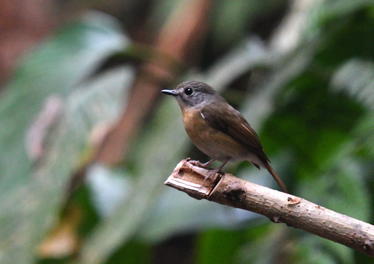 Pale-chinned Flycatcher - ML586846031