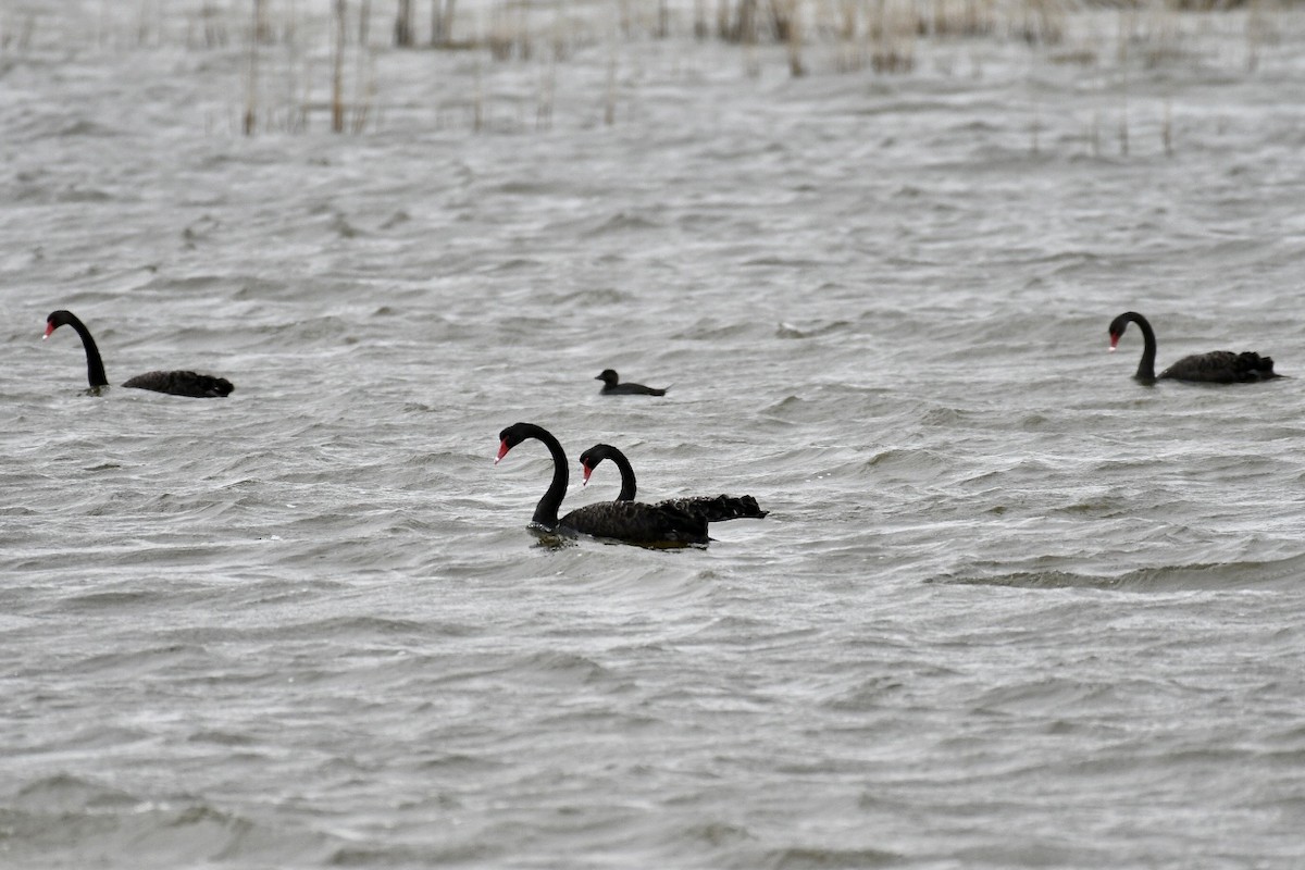 eBird Checklist 21 Jun 2023 Leigh Creek Coal Retention Dam 11 species
