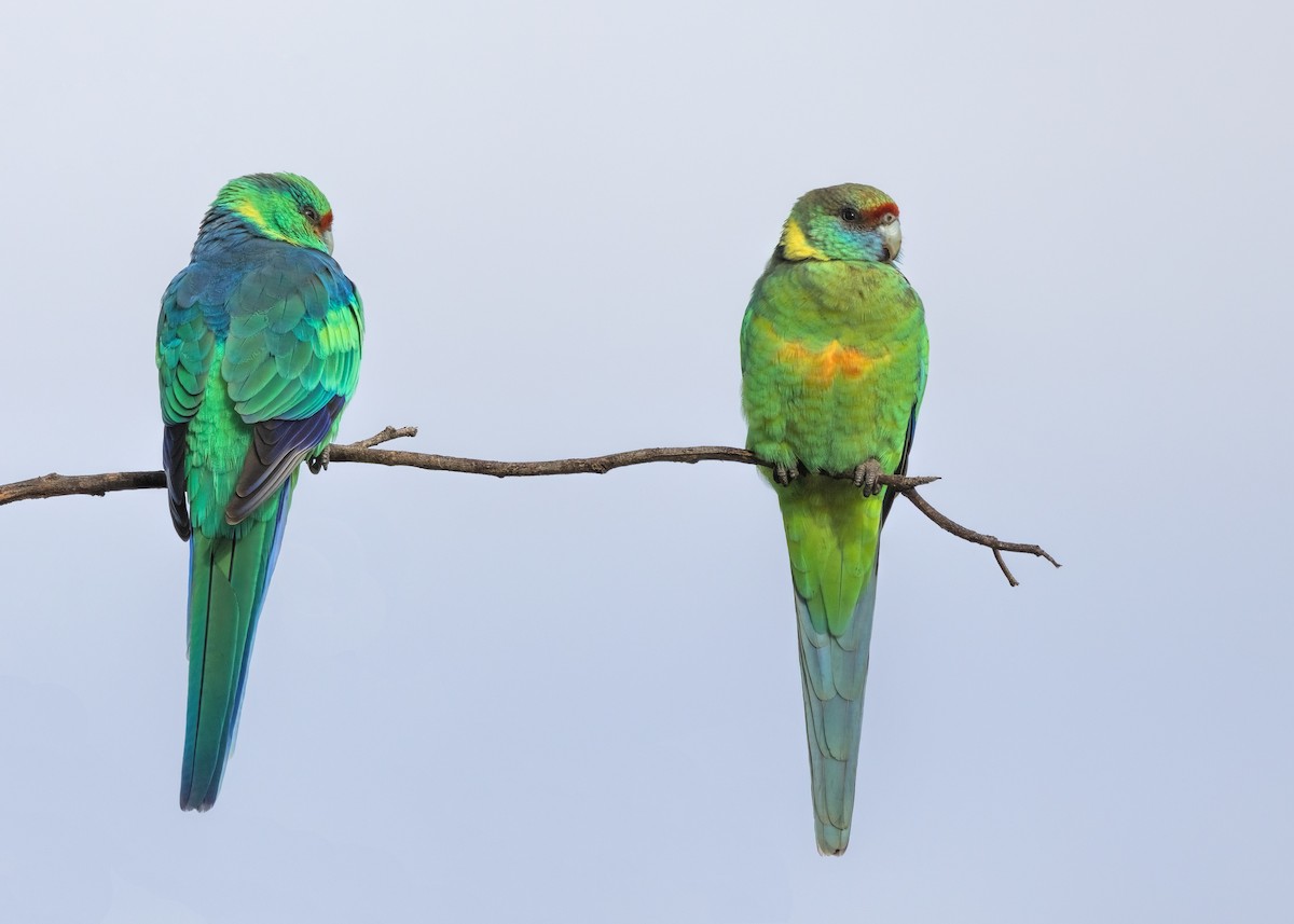 Australian Ringneck (Mallee) - Julie Clark