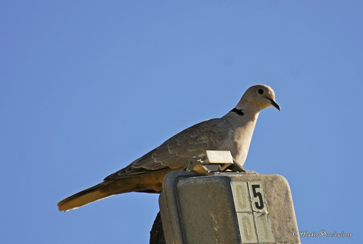 Eurasian Collared-Dove - Carl  Hawker