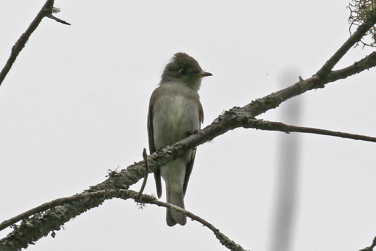 eBird Checklist - 19 Jun 2023 - Second College Grant -- unspecified ...