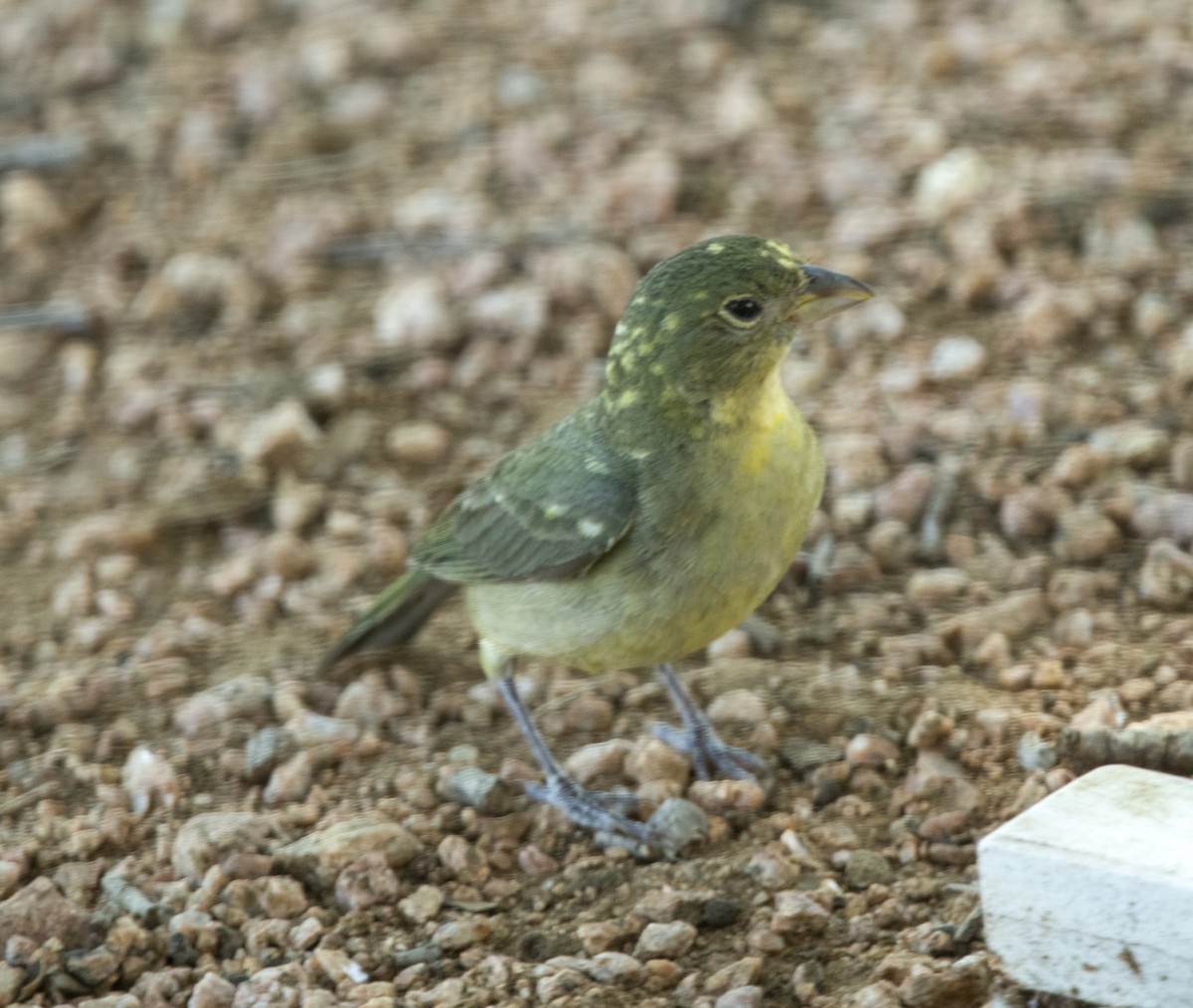 Painted Bunting - ML586880131
