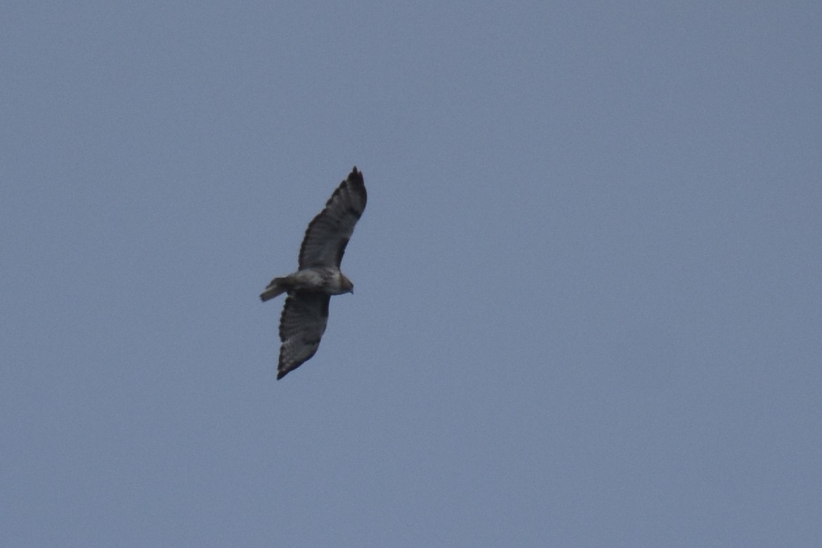Red-tailed Hawk - ML586886981
