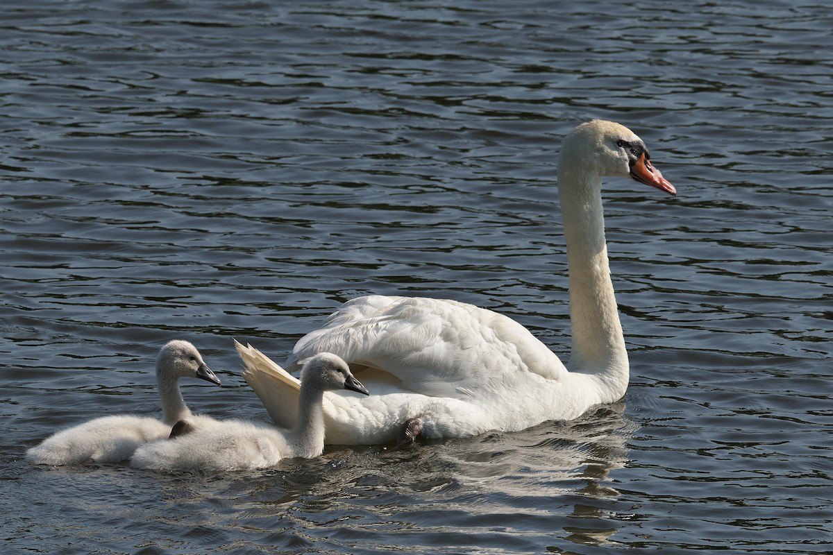 Ebird Checklist Jun Oakville Bronte Marsh Species