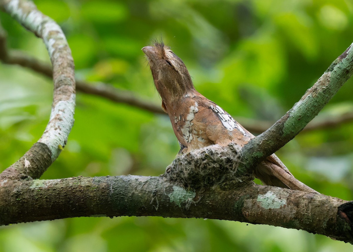 Blyth's Frogmouth (Indochinese) - ML586893711